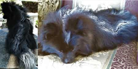 pomeranian as a skunk
