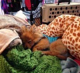 red Pomeranian