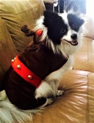 Pomeranian in reindeer costume