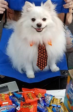 Pomeranian Candy Salesman costume