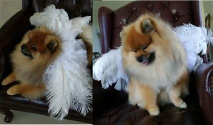 dog angel costume