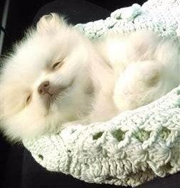 white Pomeranian genetically blue nose