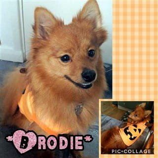 Pom as pumpkin