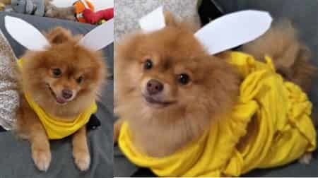Pomeranian in dobby costume