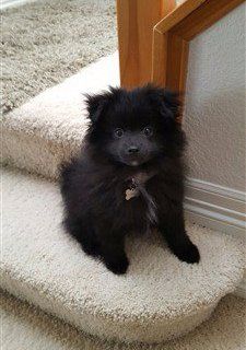black Pom 9 months old