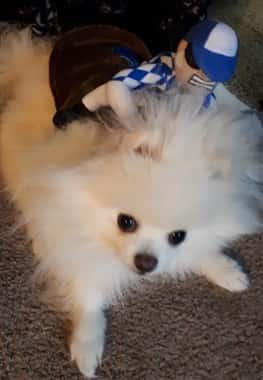 Jockey costume on Pomeranian