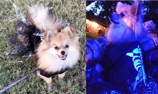 glowing skeleton costume for dog