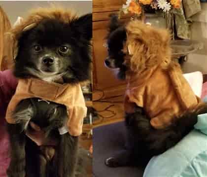 Lion costume on Pomeranian