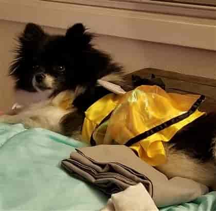 Bumble costume on Pomeranian