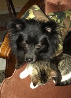 Pomeranian hunter costume