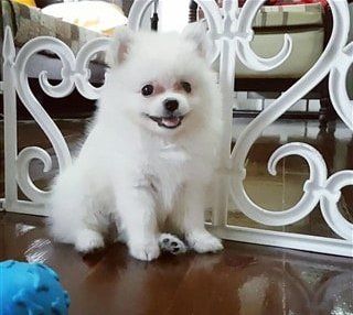 cute-pomeranian-puppy-behind-gate