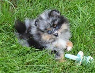 merle-pomeranian-puppy
