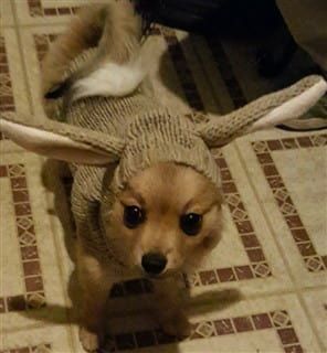 Pomeranian bunny