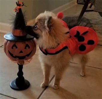 Ladybug costume Pomeranian