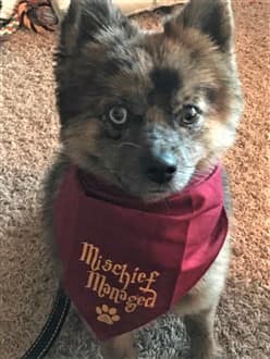 pomeranian hogwarts costume