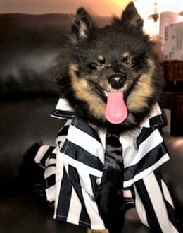 Fancy prisoner costume for Pom