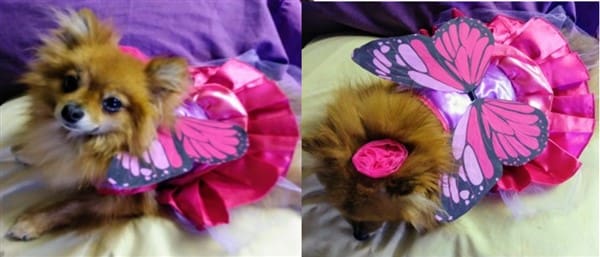 Pomeranian Butterfly