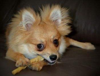 small Pomeranian white and black