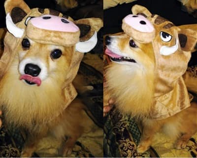 Pomeranian lion warthog