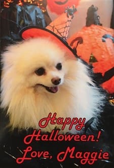 Pom witch orange hat