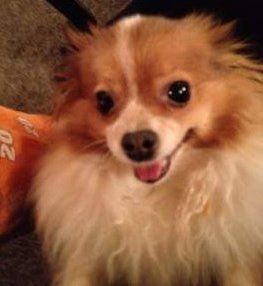 pretty female Pomeranian