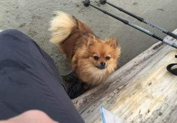 Bring your Pom with you
