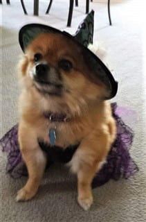 88-dog as witch