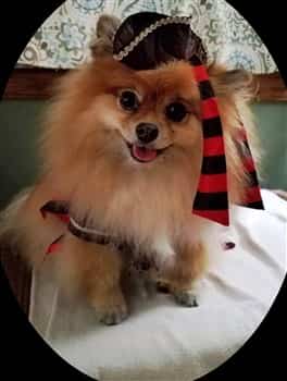 fancy pirate costume for small dog