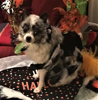 Pomeranian tarantula Halloween costume