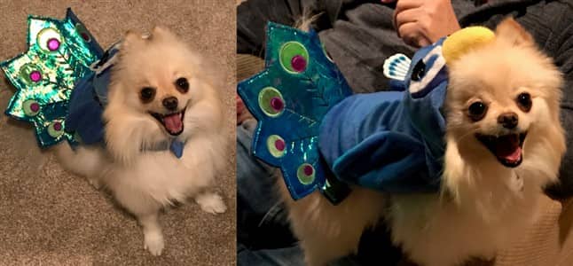 Pomeranian peacock costume