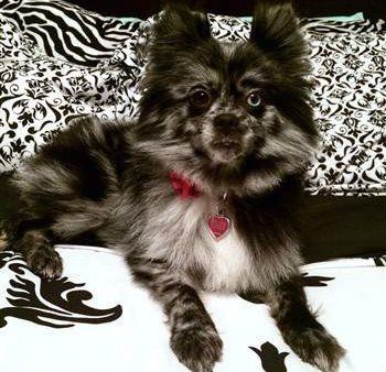 extreme merle Pomeranian