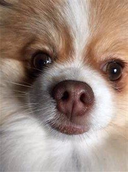 brown pomeranian nose, beaver, medium color