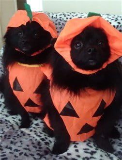 two Poms dressed as pumpkins