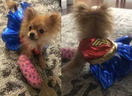 Pomeranian with leg cast and costume