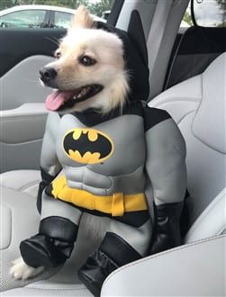 Pom batmobile Halloween costume