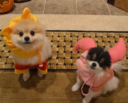 Pomeranian Winnie the pooh bear and piglet