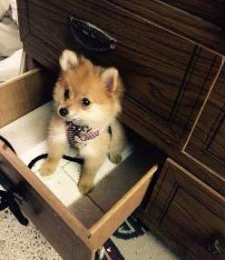 Pomeranian puppy acting silly