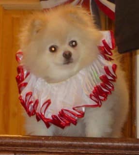 dog clown costume, Pennywise