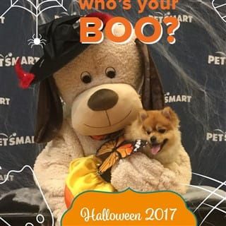 Pomeranian in a halloween dress