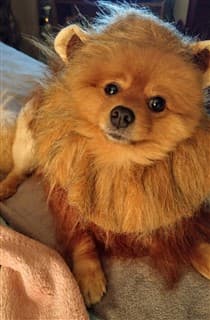 Pomeranian lion costume