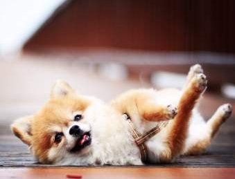 Pomeranian playing with owner