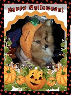 pumpkin dog costume