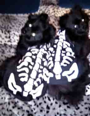 poms skeleton costume