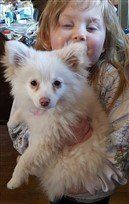 Pomeranian beaver medium nose