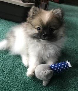 adorable-pomeranian-puppy