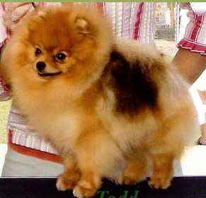 AKC pointed Pomeranian