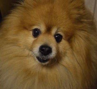 full size Pomeranian