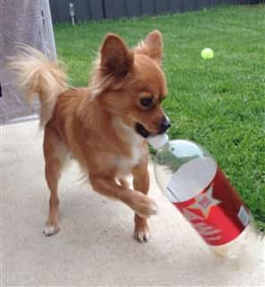 Jack-A-Ranian-jackrussell-x-pomeranian