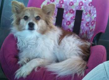 Jackaranian Pomeranian and Jack Russel mix
