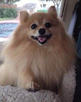 Pomeranian-108